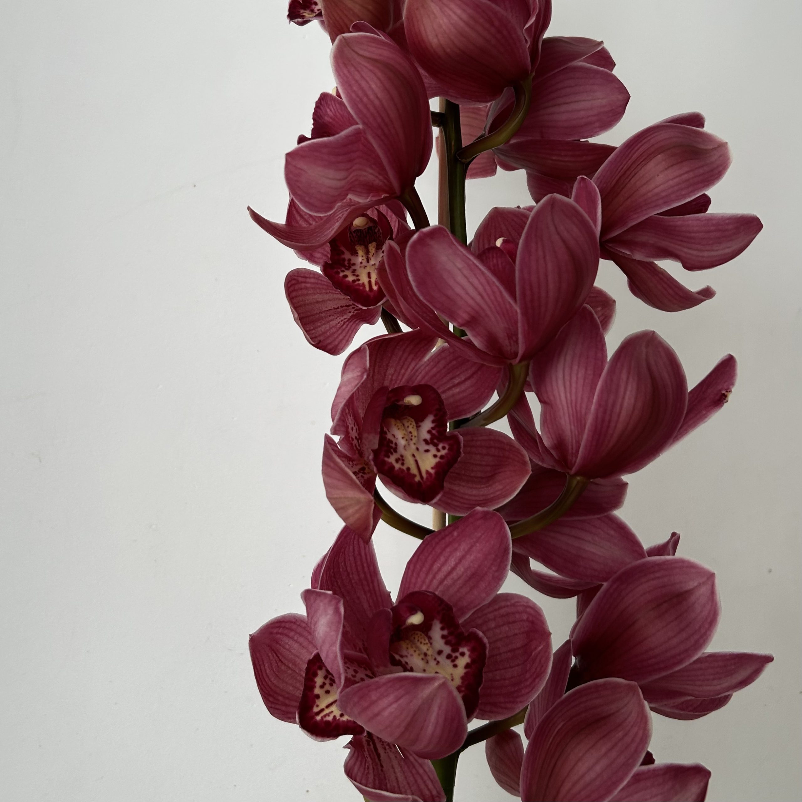 Bukiet cymbidium - obrazek 3