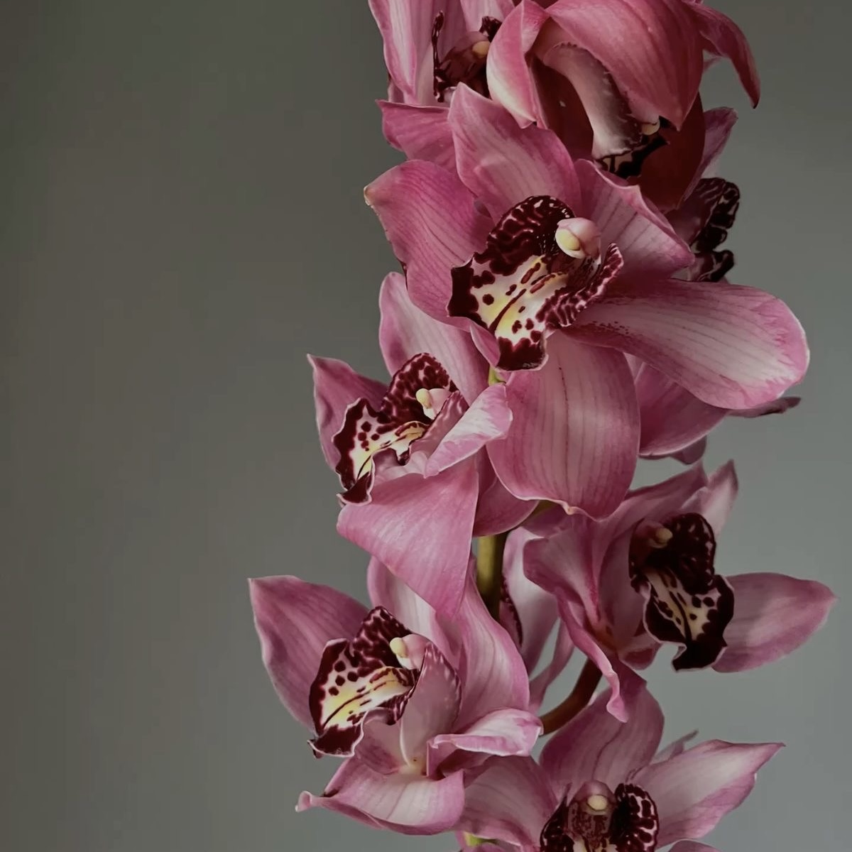 Bukiet cymbidium - obrazek 4